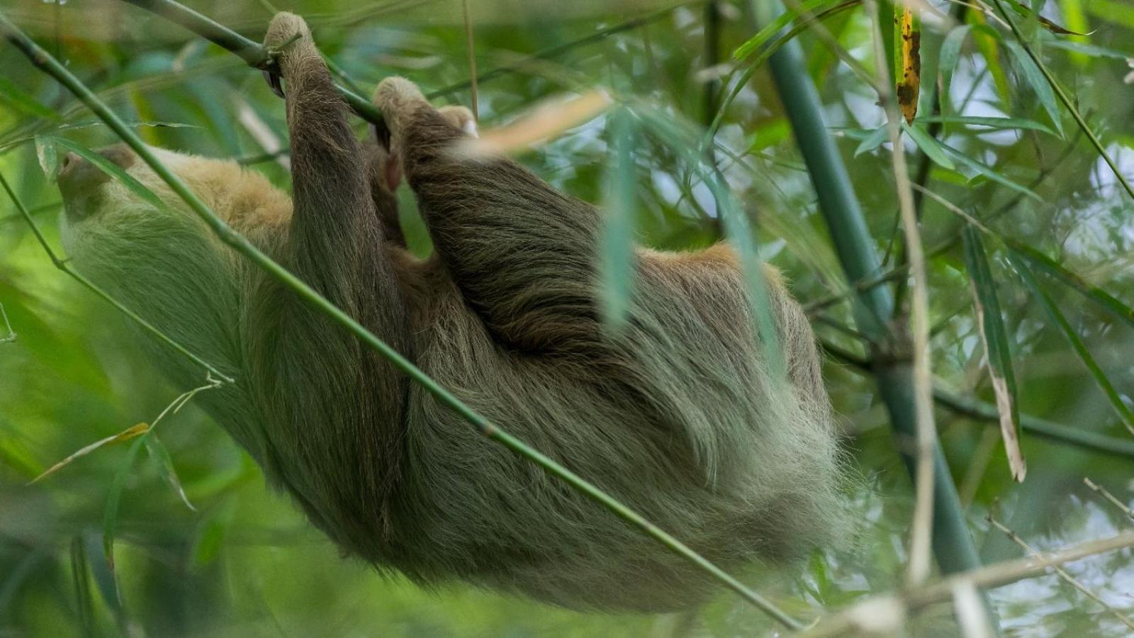 Bamboo River Lodge Horquetas 外观 照片